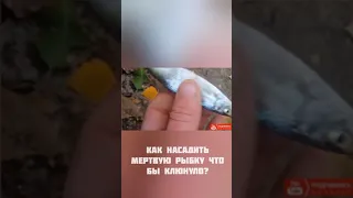 Наживка для хищной рыбы налима судака берша Мертвая рыбка. Как насадить живца. Рыбалка Снасточка для