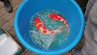 Spring 2024 koi shipment pt1