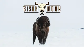 The Maverick Approves! Bison Worx / South Dakota Bison Hunt