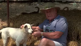 The story of the dogs rescued to Elephant Nature Park by Tom Oliver