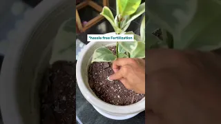 Nutripot Soil tab 6 Sec