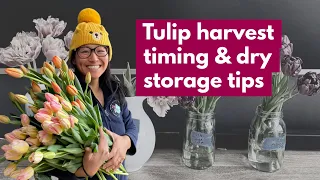 Tulip Harvest Timing & Dry Storage Tips
