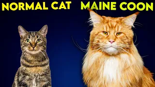 Maine Coon Cat Vs Normal Cat - So Different You'll Be SHOCKED