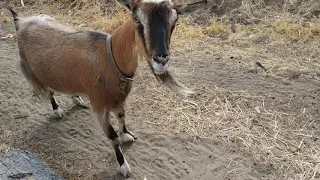 Альпийская коза