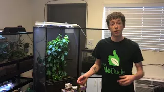 How to setup a bioactive Jackson Chameleon cage using Chameleon pouches