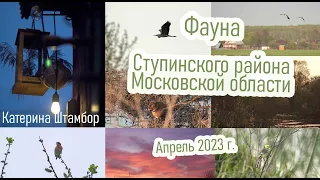 Фауна Ступинского района Московской области, Апрель 2023 | Катерина Штамбор