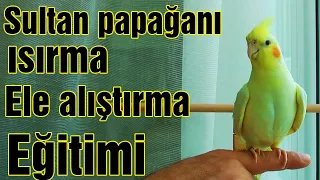 ISIRAN SULTAN PAPAĞANI EĞİTİMİ VE ELE ALIŞTIRMA YÖNTEMLERİ