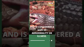 Why a snake eats itself?        #trending#trendingshors  #viral #foryou #shorts #facts #animalfacts