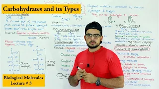 Carbohydrates | A type of biological molecule | Functions and Classification