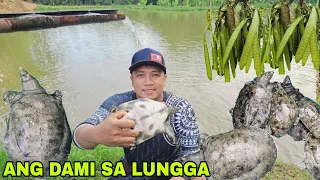 Pagdukot sa lungga ng mga ahas pagong...Ang dami na nila naiipon