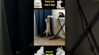 Best Funny Animal Videos Of The 2023 🤣 - Funniest Cats And Dogs Videos 😺😍😂🐶 Funny cat & dog videos 😍