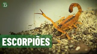 Escorpiões, os resilientes