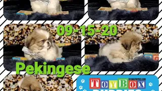 Pekingese Puppies ready for their FURever families here at ToyBox Puppies in Barnett, MO.