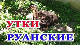 Мускусные и руанские утята, гуси линда.  Выводы утят