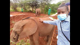 THE SHELDRICK WILDLIFE TRUST: NAIROBI ELEPHANT NURSERY (A delightful conservation story)