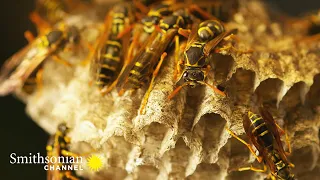 How Paper Wasps ‘Tap’ to Select the Identity of their Larvae 🪰 Into The Wild New Zealand