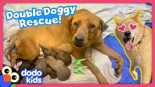 Can Rescue Heroes Save All These Stray Dogs? | Rescued! | Dodo Kids