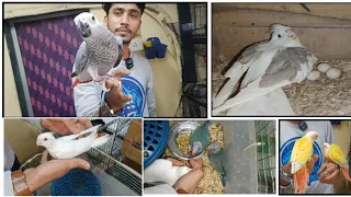 Bilal Home setup ! Rare 😲 birds #jogeshwari (88989 83396) #petguru #pets