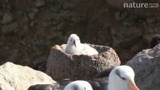 Black browed albatross chick in nest, interacting with a southern rockhopper penguin chick