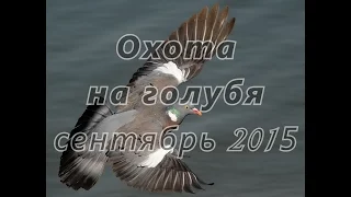 Охота на голубей на Юге России, сентябрь 2015 г. Hunting doves in the South of Russia,