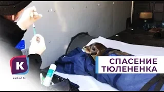В Балтийске спасли раненого тюленёнка