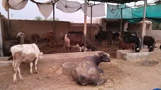 Dairy farm me dudh Nikalne ki masin