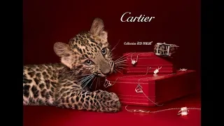 Cartier история ювелирного дома