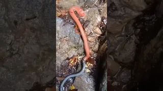 Leech eating worm 😳