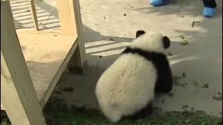 Cute Babies Pandas Playing On The Slide