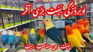 Birds market Islamabad lovebirds or exotic birds ki bahut bari offer #lovebirds irds