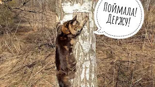 A wild "lynx" from the wild forest! The Cloudberry cat broke free and caught a wild birch!