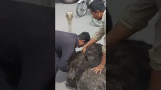 Ostrich Qurbani| in Multan|2019 in multan |Qurbani