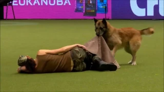 Crufts 2017 Lusy & Deril - heelwork to music international freestyle - Military