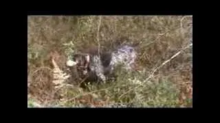 German Shorthaired Pointers Pheasant Hunting NH 2010 hen hits tree