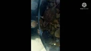 Alimentación tortuga lagarto