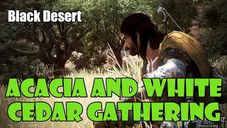 [Black Desert] Acacia and White Cedar Sap / Log Gathering Rotation | Upgrade Your Sailboat!