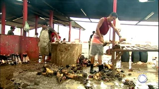 Em Pernambuco, crianças trabalham em matadouros em condições insalubres