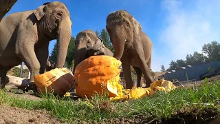 Giant Elephants Smash Giant Pumpkins