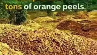 Dump oranges in the rainforest
