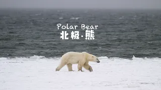 Run?! or Shot photo? When you meet a Polar bear in North｜4KHDR