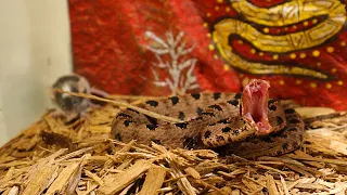 |Live Feeding| Venomous Rattlesnake Eats Mouse Alive