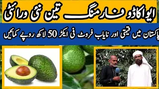 avocado plant // avocado farming // avocado business / rare and exotic plant ایواکاڈو فارمنگ