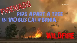 Firenado Tears Apart Tree In Viscous California WildFire | The Chaparral Fire