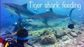 Tiger shark feeding at Maldives !