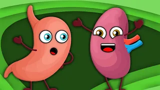 Discover Some Parts of The Body You Could Live Without! | Human Body Songs For Kids | KLT Anatomy