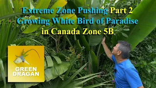 Extreme Zone Pushing Part 2, Growing White Bird of Paradise Zone 5B Canada