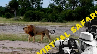 Roaring with 18 Lions- Virtual Safari # 218