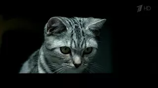 Реклама Whiskas Вискас - корм для кошки