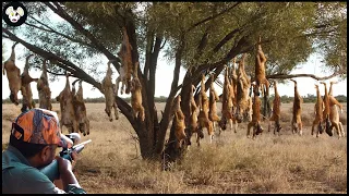 How Australian Farmers Deal With Millions Of Invasive Dingoes | Farming Documentary