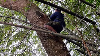 Until the night... Cut down 2 trees in a bamboo grove, Stihl ms 881.